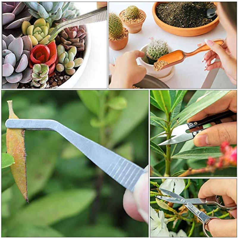 Succulent Plant Growing Kit - Miniature Transplanting Tools