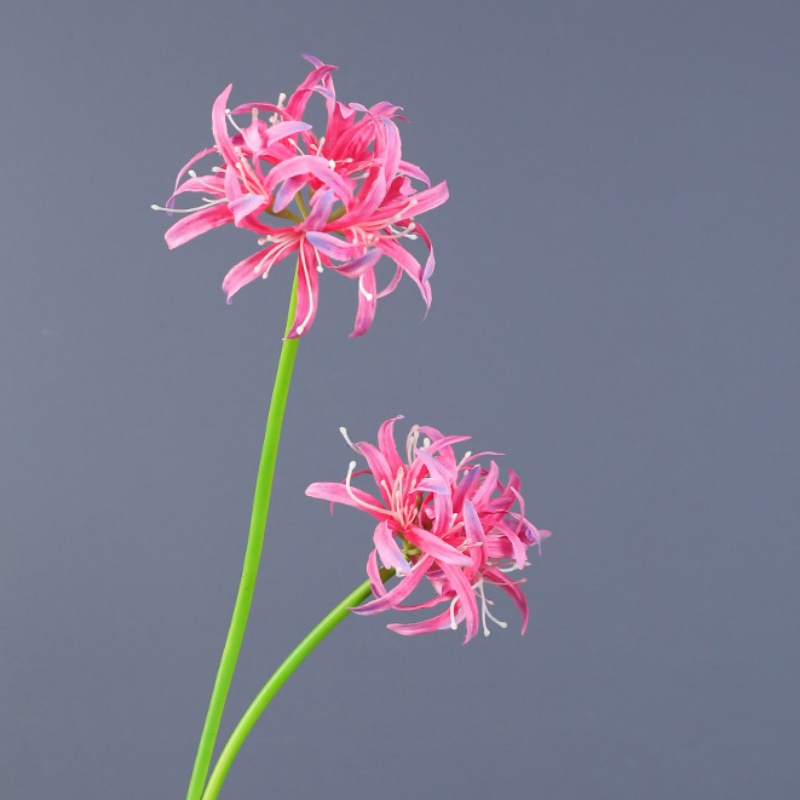 Rosa rossa