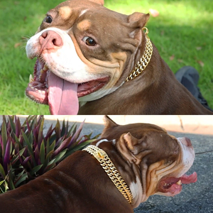 Collar de Acero Inoxidable para Perro, Collar de Lujo <span class=keywords><strong>con</strong></span> Baño de Oro de 18K, Collar Resistente para Mascotas - Product Image 5