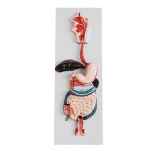 Modello di Sistema Digestivo Umano di Alta Qualità per Studenti Scolastici - Product Image 1