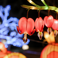 Kleurrijke zijden lantaarns met Chinees design, tuindecoratie, festival-lantaarns, decoratieve bloemen, kransen en planten