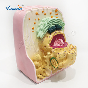 VIC036 แบบจำลองโครงสร้างเซลล์สามมิติแบบอัลตร้าไมโคร: สื่อการสอนสำหรับการสาธิตโครงสร้างอวัยวะในวิชาชีววิทยา - Product Image 2