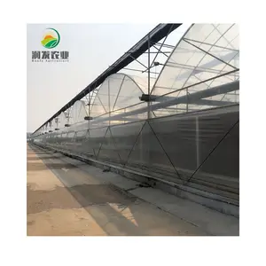 Agriculture Multi-Span Polycarbonate Greenhouse Hidroponia Neck Strips Barber Hydroponics System Vertical Green House