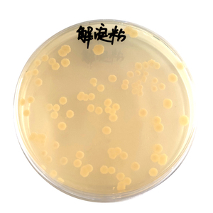 Microbi biofertilizzanti fertilizzante microbico batterio subtilis promotore della crescita delle piante - Product Image 2