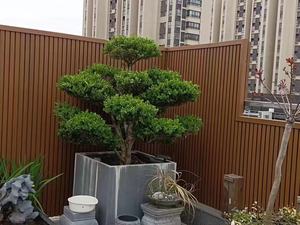 Bên ngoài bức tường Gỗ PVC Bảng gỗ nhựa co ép đùn Vật liệu hiện đại sử dụng ngoài trời Composite Ốp bên ngoài bức tường bao gồm - Product Image 6