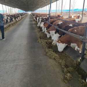 Bio capsula Lora Cría de animales Cría inteligente Cápsula de estómago de vaca (con Ph) Estado DE SALUD Lora Monitor ganado - Product Image 3