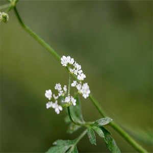 GMP standart yüksek kalite japon <span class=keywords><strong>Angelica</strong></span> kök gıda sınıfı özü davul bitki özü paketlenmiş vakum - Product Image 3