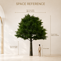 Grand arbre d'orme artificiel en fibre de verre de 700 cm pour la décoration intérieure de mariages, Noël, hôtels, atriums, restaurants et espaces commerciaux