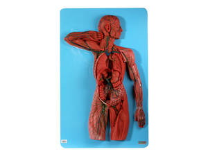 GD/A16011 Modelo anatómico de ciencia médica <span class=keywords><strong>del</strong></span> sistema linfático humano Material de PVC para uso en escuelas y hospitales - Product Image 1