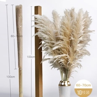 Vente en Gros Décoration Bohème Grande Herbe de la Pampa Séchée à Plumes, Fleurs Naturelles Réelles, Herbe de la Pampa Séchée Préservée pour Mariage