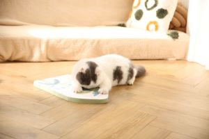 Rascador para <span class=keywords><strong>Gatos</strong></span> Resistente con Diseño Impreso, Almohadilla de Rascado de Papel Corrugado para <span class=keywords><strong>Gatos</strong></span> - Product Image 4