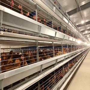 Système d'alimentation automatique pour volaille avec plancher à lattes Mangeoires pour animaux d'une capacité de 10000 oiseaux pour poules pondeuses - Product Image 5