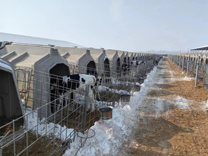 Nuova Cuccia per Vitelli DEMA DMCH-220 in Plastica e Acciaio Zincato di Alta Qualità, Confortevole per l'Allevamento di Bestiame, Tipo H - Product Image 4