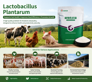 Poudre Probiotique <span class=keywords><strong>Lactobacillus</strong></span> Plantarum pour Additif Alimentaire Bétail & Volaille Améliore la Digestion, l'Immunité et l'Utilisation des Aliments - Product Image 6