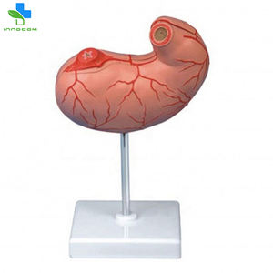 Modèle d'<span class=keywords><strong>estomac</strong></span> en plastique pour les sciences médicales, modèle anatomique en PVC, organe interne en 2 parties, système digestif, modèle d'enseignement éducatif - Product Image 3