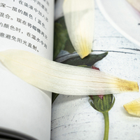 1000 pz/sacchetto Petali di Ninfea Pressati Fiori Essiccati per Collane Fai da Te, Orecchini e Accessori in Resina Epossidica
