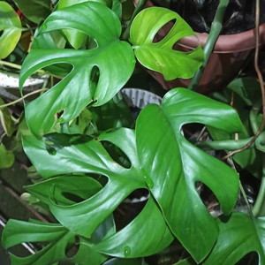 ราฟิโดฟอรา เตตรัสเปอร์มา พรีเมียม: ผู้จัดจำหน่ายต้นมอนสเตอร่าขนาดเล็ก ปลูกง่าย โตเร็ว สำหรับปลูกแบบเลื้อยในพื้นที่เขตร้อน - Product Image 1