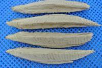 Fournisseurs de longes de thon à albacore précuit à prix abordable poisson albacore frais réfrigéré longes de thon à albacore