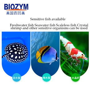 Cá Nhiệt Đới Thối Thịt, Cá Vàng, Guppy - Product Image 5