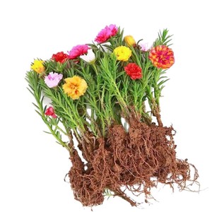 Plántulas de <span class=keywords><strong>Portulaca</strong></span> de <span class=keywords><strong>Doble</strong></span> Pétalo con Raíces en Macetas, Modelo 691, Vegetación Perenne para Balcón/Patio Exterior, Fácil de Cultivar - Product Image 5