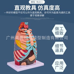 Modèle anatomique thoracique, modèle du tronc, modèle du système respiratoire, modèle du larynx, modèle de l'arbre bronchique, modèle du poumon et des segments pulmonaires - Product Image 4