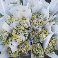 Fleurs de Camomille Fraîches Premium - Fournitures de Remplissage Floral en Gros