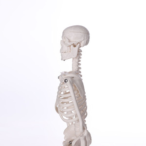 Pvc avanzado de alta osteoporóticas Bix-a1029 humanos <span class=keywords><strong>brazo</strong></span> y mano simulador médico los nervios espinales modelo de <span class=keywords><strong>esqueleto</strong></span> - Product Image 6