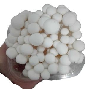 DETAN Fábrica Chinesa Cultivado Exportado Exótico Fresco Caranguejo Branco Shimeji <span class=keywords><strong>Mushroom</strong></span> Price - Product Image 1