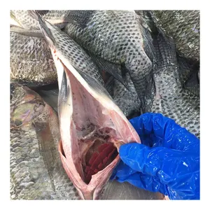 Fornecimento rápido por atacado de peixes de tilápia GS tilápia frescos e congelados com casca de peixe da China fornecedor