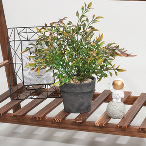 ต้นแคระขนาดเล็กสำหรับปลูกในบ้านและสำนักงาน - Product Image 6