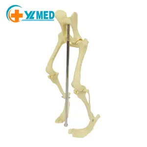 Animal modelo de hueso perro canino cadera con fémur modelo perro extremidades inferiores pierna esqueleto anatomía modelo con fémur
