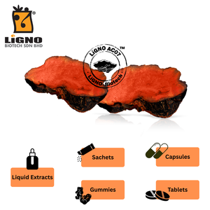 ผงสารสกัดจากเห็ดแอนโตรเดีย แคมฟอร์าต้า LiGNO AC07 สารประกอบชีวภาพที่มีฤทธิ์ วัตถุดิบสำหรับอาหารเสริม - Product Image 4