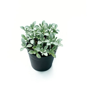 ต้นไม้ประดิษฐ์กำมะหยี่เลียนแบบต้นคาลันโช ต้นแพนด้าเคลือบกำมะหยี่ในกระถางพลาสติก สำหรับตกแต่งบ้าน สวน และภูมิทัศน์ - Product Image 4