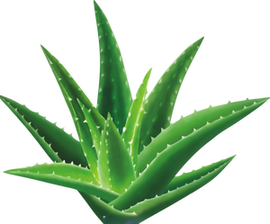 OEM/ODM produk kecantikan lidah buaya softgel Perawatan Kulit kapsul lembut lidah buaya - Product Image 6