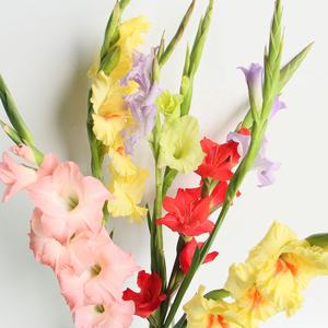 Bunga Gladiolus Segar Potong Berkualitas Tinggi Ekspor dari Cina 10 Tangkai 80-100cm untuk Dekorasi Meja Rumah, Rangkaian Bunga, Buket, DIY - Product Image 2