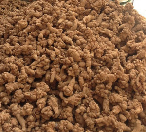 Yunnan New Collected Whole Radix Pseudoginseng Bulk Sale Pseudoginseng Root para o chá - Product Image 5