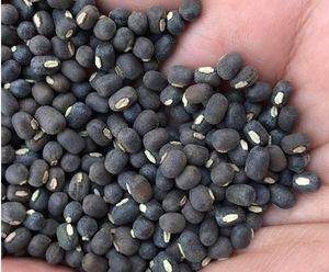 Haricot noir <span class=keywords><strong>Matpe</strong></span> Vigna de haute qualité 2025 pour germination, prix du haricot mungo noir - Product Image 3