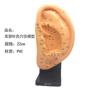 Modelo de Acupuntura de Oído de 13cm x 22cm, Reutilizable, con Diagrama de Puntos Estándar de Zonas de Reflejo - Product Image 5