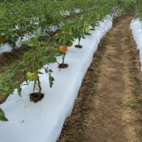 Film de paillage LDPE noir et blanc de haute qualité, stabilisé aux UV, film plastique pour couverture du sol agricole, pour la plantation en serre