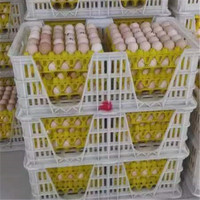 Cage de transport d'œufs de poulet en plastique léger et durable, état neuf avec garantie d'un an, caisses et plateaux de transport d'œufs