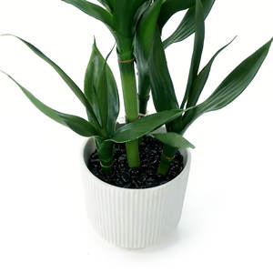 Planta Artificial de Bambú de la Suerte, Bambú Decorativo en Maceta de Cerámica, Planta de Interior, Bonsái, Venta al por Mayor para Decoración del Hogar - Product Image 2