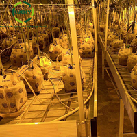 Plateaux hydroponiques de fourrage de reflux en plastique ABS de pépinière 4*6 grande Table de culture d'inondation pour la plantation de légumes d'intérieur