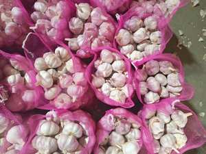 Ail frais de Chine 40mm 50mm 60mm Allium Sativum Qualité Premium Exportation en Gros Fournisseur Ajo Alho Ails - Product Image 2