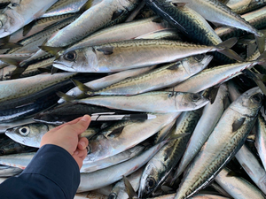 Emballage en vrac certifié HACCP de maquereau entier congelé de qualité supérieure pour la vente en gros de services alimentaires - Product Image 3