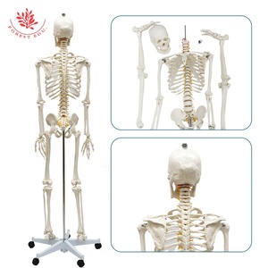 Recursos de enseñanza FRT001180cm <span class=keywords><strong>Esqueleto</strong></span> 206PCs <span class=keywords><strong>Huesos</strong></span> humanos <span class=keywords><strong>con</strong></span> textura de raíces nerviosas Modelo de <span class=keywords><strong>esqueleto</strong></span> humano Suministros de enseñanza - Product Image 3