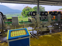Voorgeknipte kool- en bietenwas-, sorteer- en luchtdrooglijn met bubbelwasmachine voor schone groenteverwerkingsinstallatie