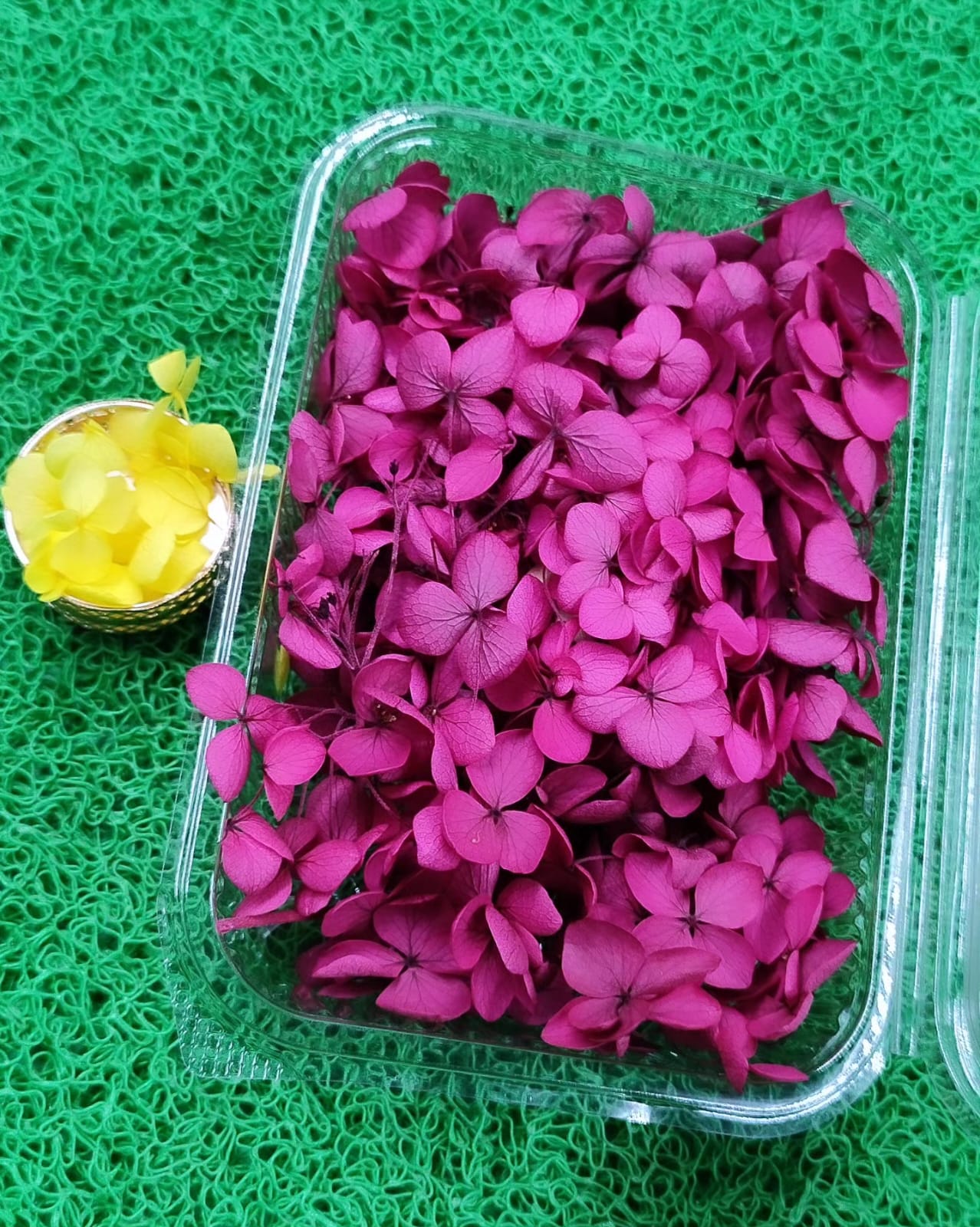 Pourpre