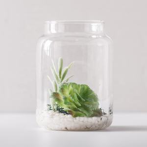 Petit pot de plantes de terrarium <span class=keywords><strong>en</strong></span> verre <span class=keywords><strong>fermé</strong></span> avec couvercle de 4x5.5 pouces pour plantes succulentes, mousse, piège à mouches de Vénus et écosystèmes autonomes - Product Image 1