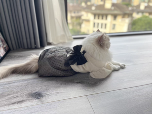 बिच्छन टेडी वसंत गर्मियों के लिए लक्जरी रेट्रो धनुष पोशाक, कुत्तों और बिल्लियों के लिए पॉलिएस्टर सामग्री - Product Image 3