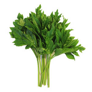 アシタバ葉エキス アシタバエキス粉末/当帰科エキス - Product Image 4